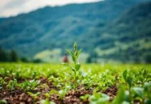 The Impact of Climate Change on Global Agriculture: A Growing Concern The Impact of Climate Change on Global Agriculture: A Rising Issue